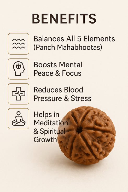 5 Mukhi Rudraksha (Big)
