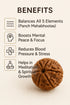 5 mukhi rudraksha