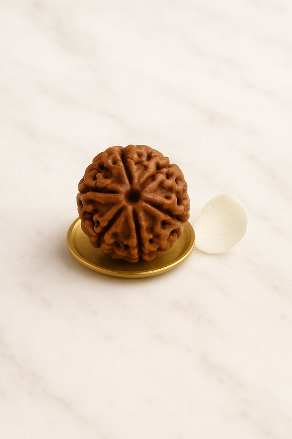 🎁 5 Mukhi Rudraksha (Big) (100% off)