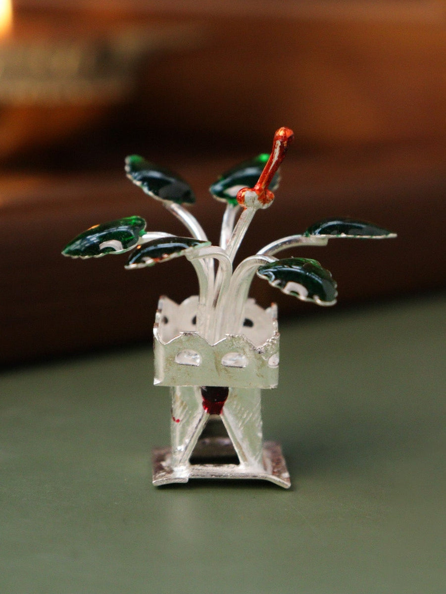 can we keep silver tulsi plant inside the house Tulsi Plant
