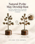 pyrite tree benefits