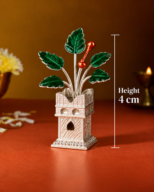 silver tulsi plant size