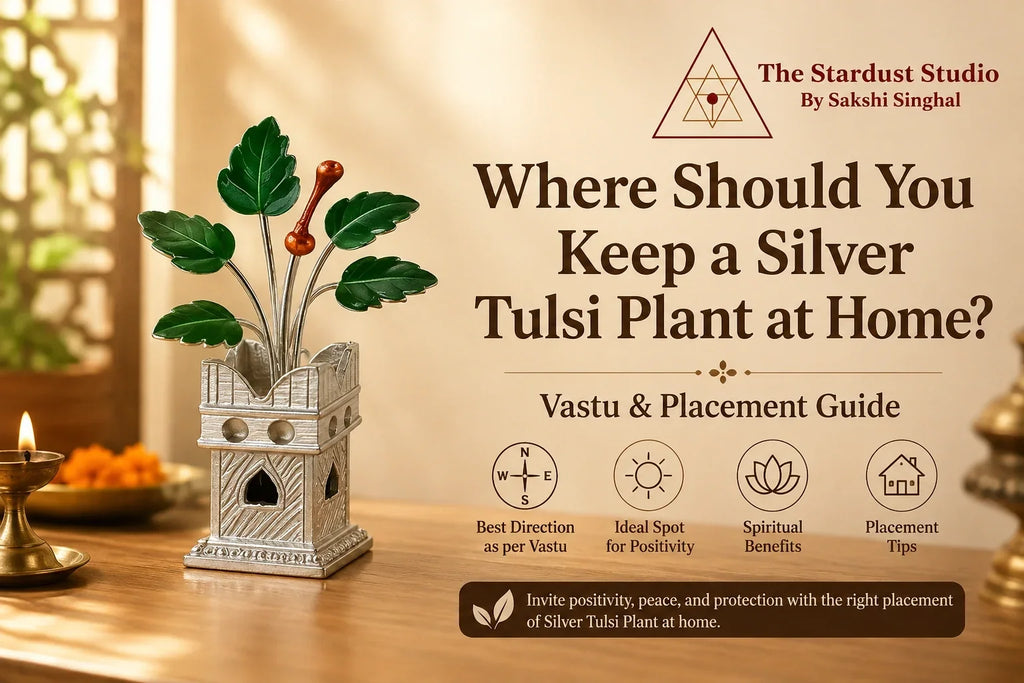 silver tulsi plant at home