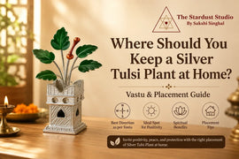 silver tulsi plant at home