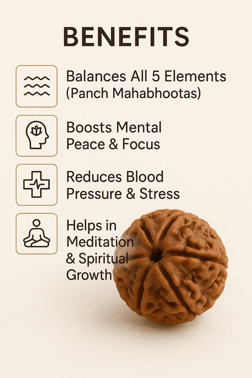 5 mukhi rudraksha