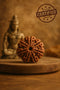 7 mukhi rudraksha