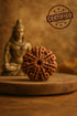 7 mukhi rudraksha
