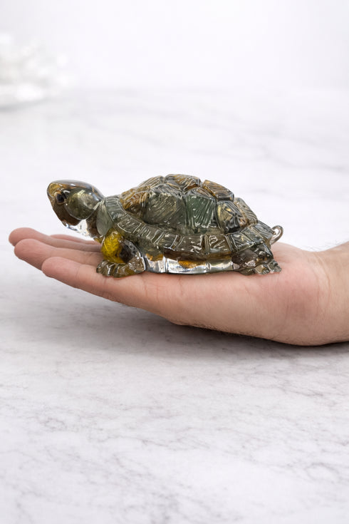 Money Magnet Tortoise (Big)