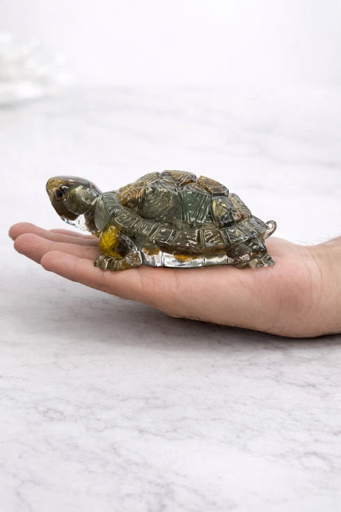 natural money magnet tortoise