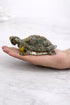 natural money magnet tortoise