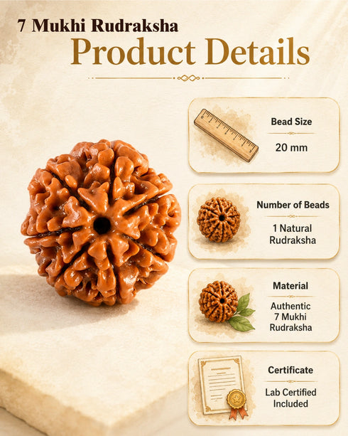 product details 7 mukhi rudraksha